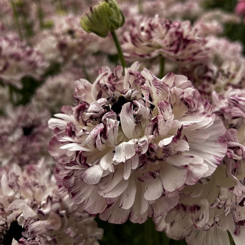 Renoncule des fleuristes Brushmark Seti – Ranunculus asiaticus (Floraison)