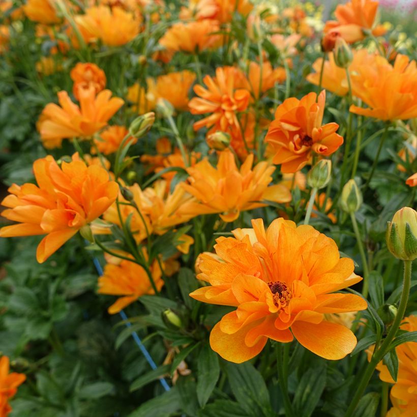 Renoncule des fleuristes Butterfly Galatea – Ranunculus asiaticus (Floraison)
