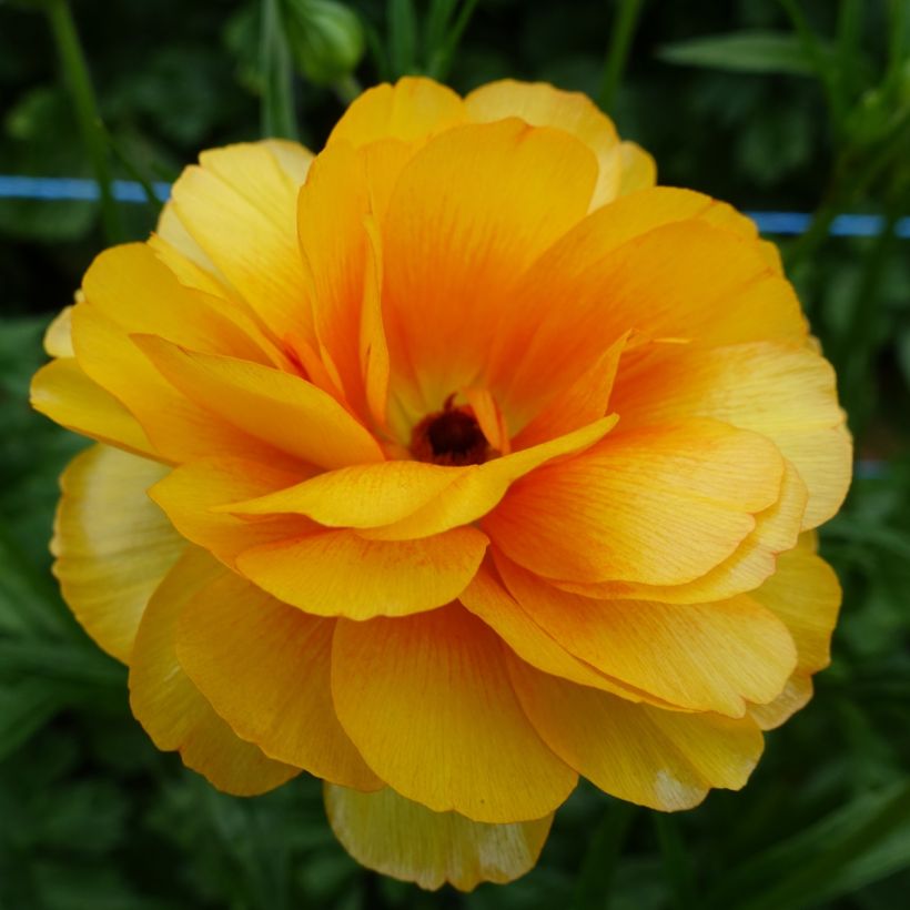 Renoncule des fleuristes Butterfly Minerva – Ranunculus asiaticus (Floraison)