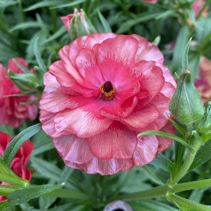 Renoncule des fleuristes Butterfly Musa – Ranunculus asiaticus (Floraison)