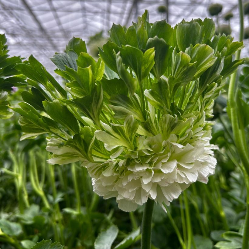 Renoncule des fleuristes Crown Giverny – Ranunculus asiaticus (Floraison)