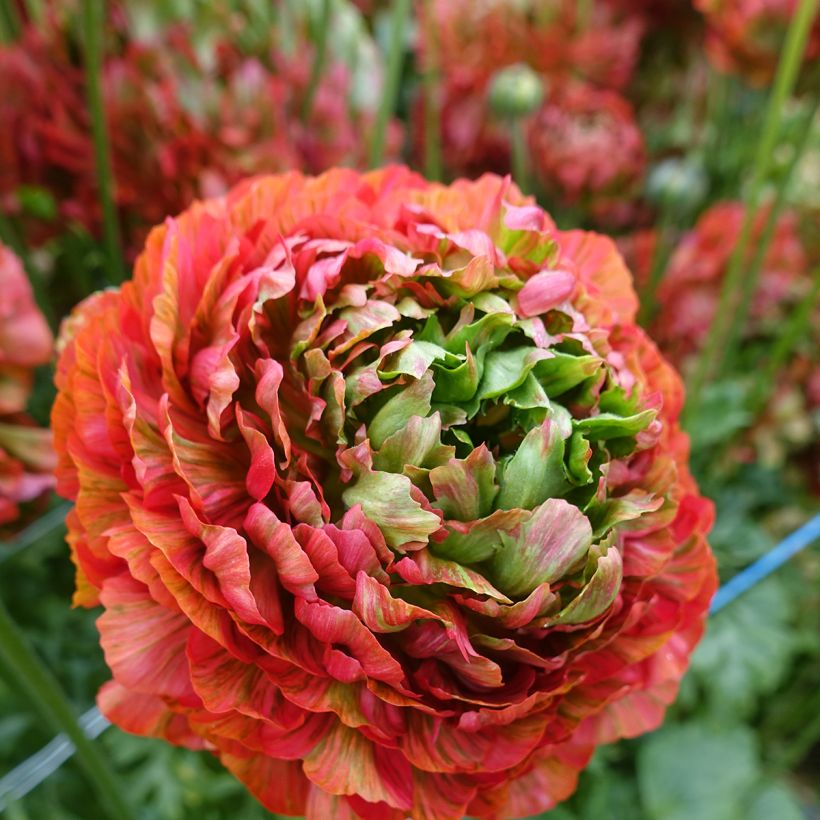 Renoncule des fleuristes Crown Bastille – Ranunculus asiaticus (Floraison)