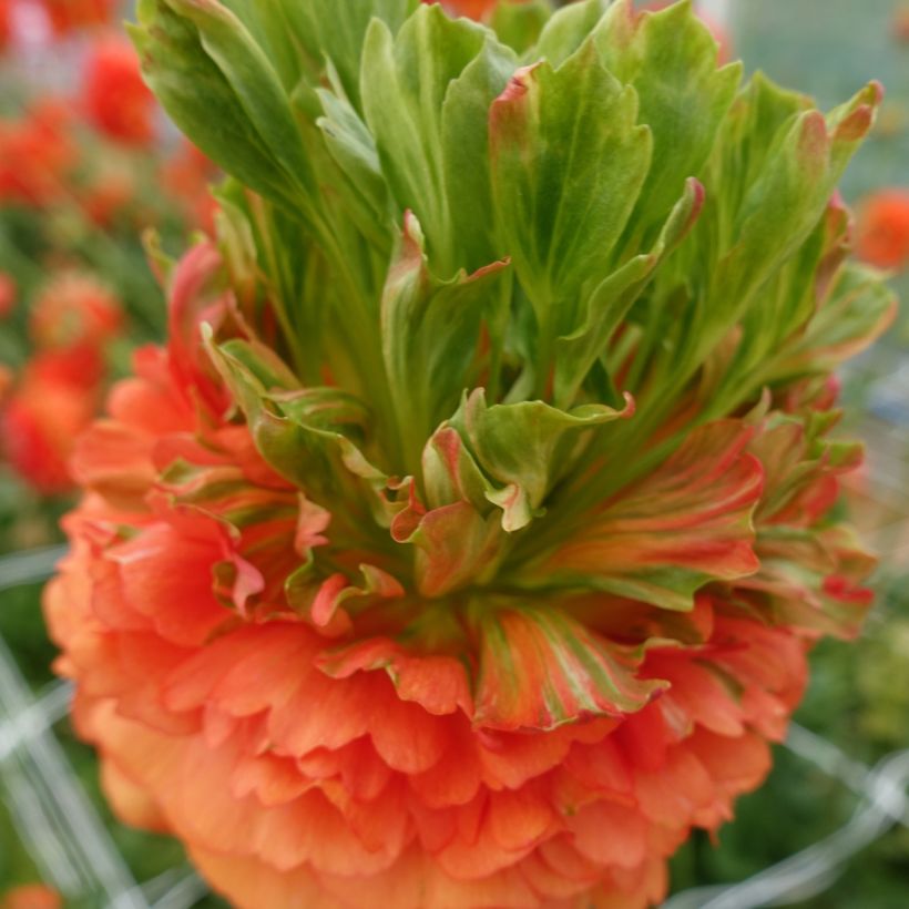 Renoncule des fleuristes Crown Nervion – Ranunculus asiaticus (Floraison)