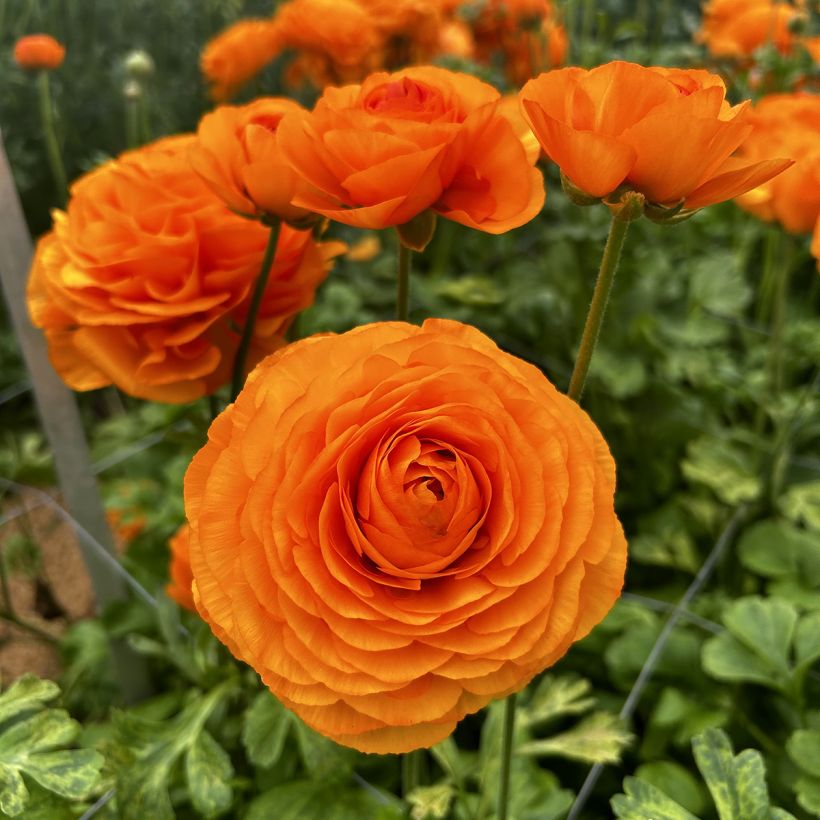 Renoncule des fleuristes Romance Digne – Ranunculus asiaticus (Floraison)