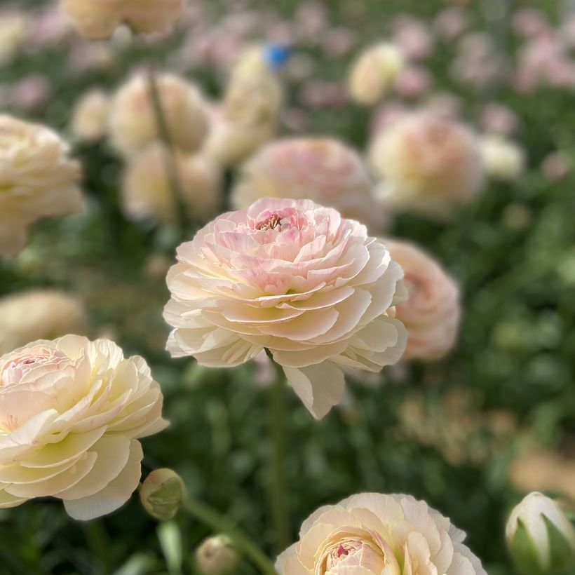 Renoncule des fleuristes Romance Maritime – Ranunculus asiaticus (Floraison)