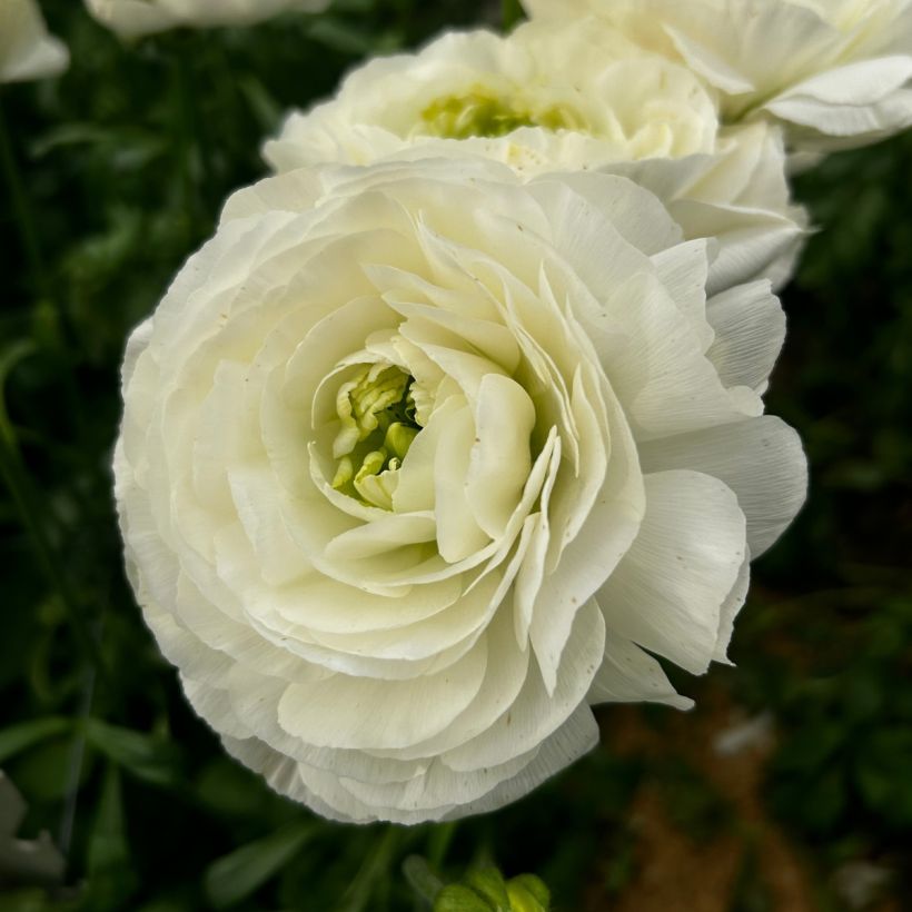 Renoncule des fleuristes Romance Montenvers – Ranunculus asiaticus (Floraison)