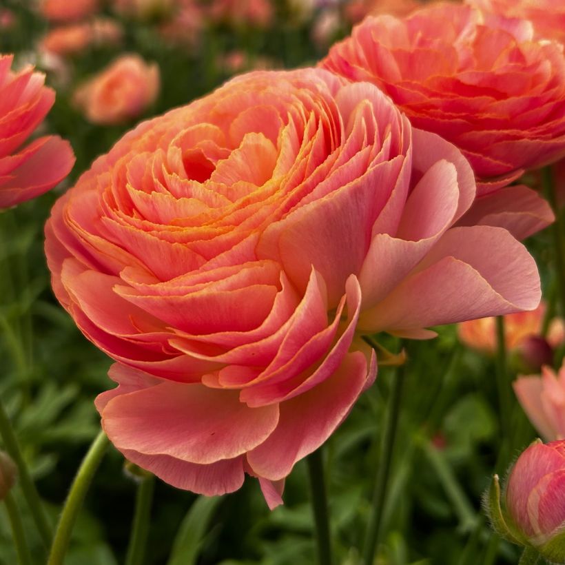 Renoncule des fleuristes Romance Nohant – Ranunculus asiaticus (Floraison)