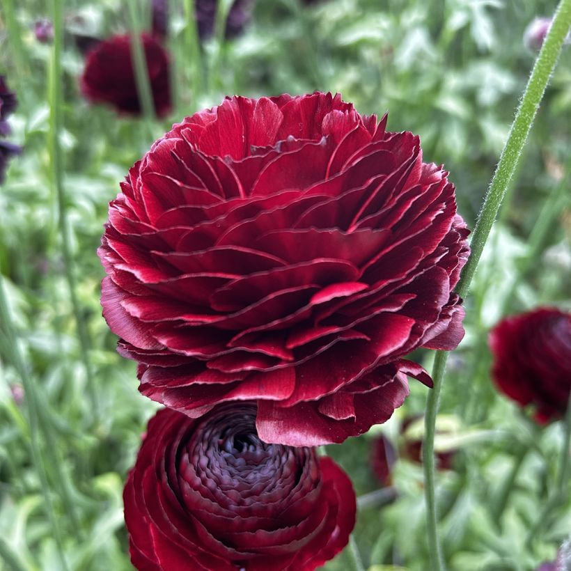 Renoncule des fleuristes Romance Perigord – Ranunculus asiaticus (Floraison)