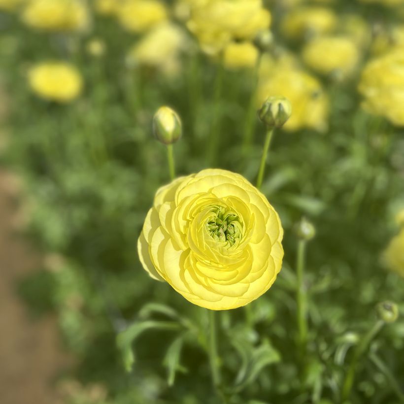 Renoncule des fleuristes Romance Quimper – Ranunculus asiaticus (Floraison)