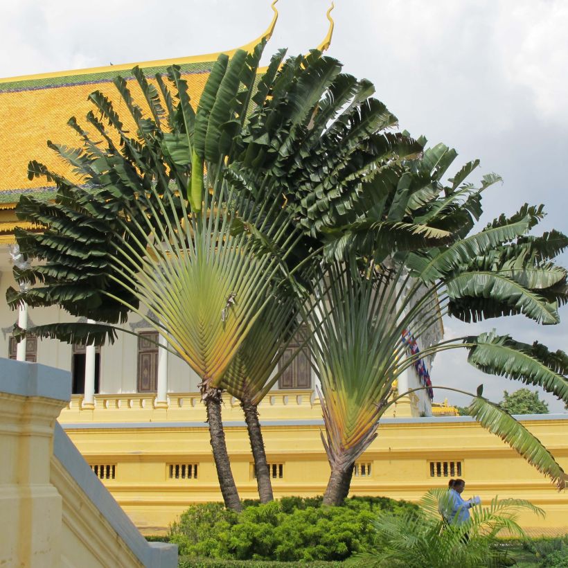 Ravenala madagascariensis - Arbre du voyageur (Plant habit)