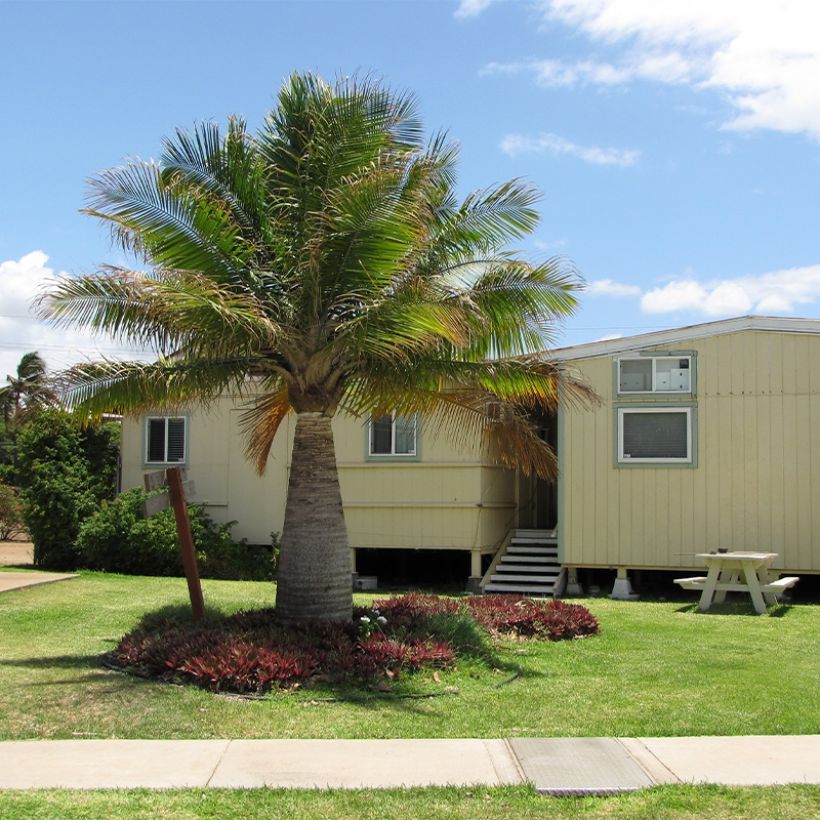 Ravenea rivularis - Palmier majestueux ou Ravénéa des berges (Plant habit)