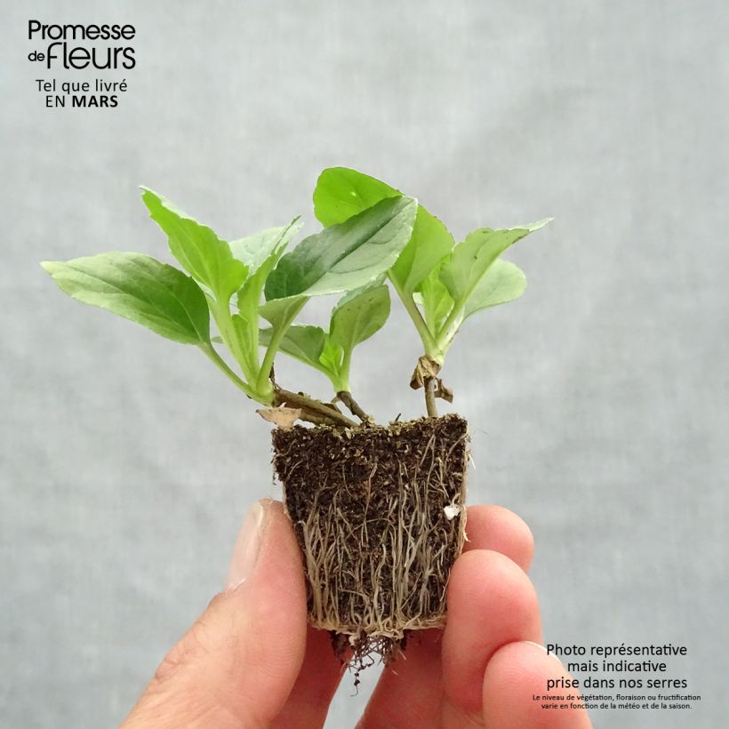 Example of Reine-Marguerite Matsumoto mélange - Callistephus Mini-mottes Jardimotte : motte 3,8 cm x 3,2 cm en plaque de culture par 16 as you get in printemps