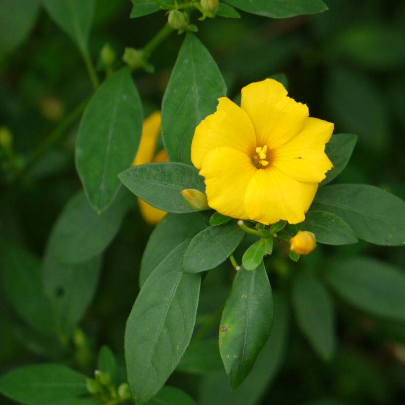 Reinwardtia indica - Lin jaune arbustif (Foliage)