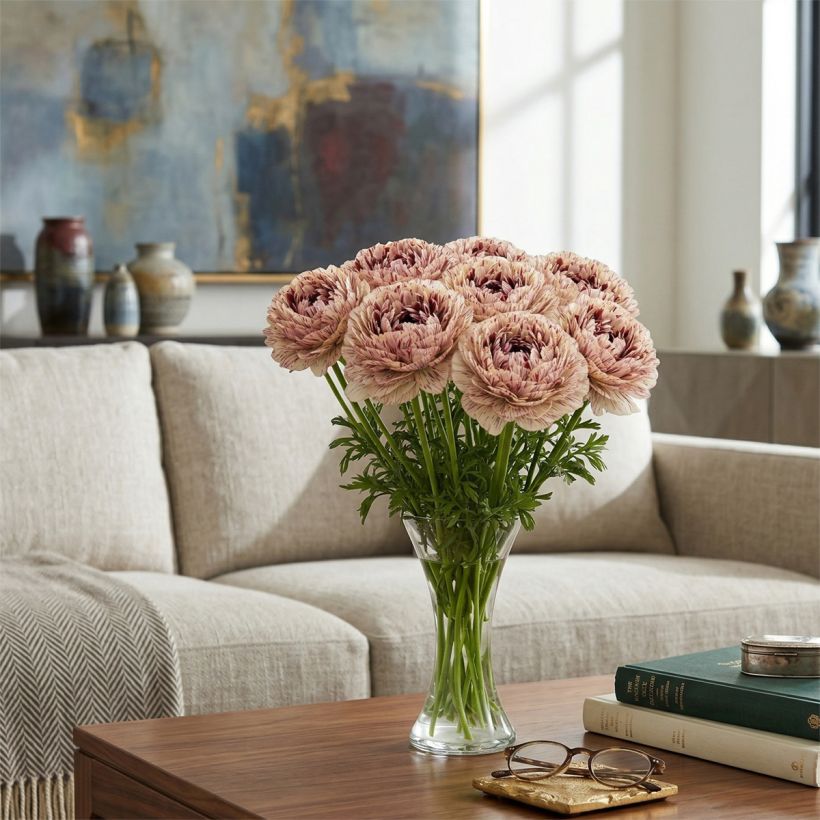 Renoncule des fleuristes Brushmark Verona – Ranunculus asiaticus (Port)