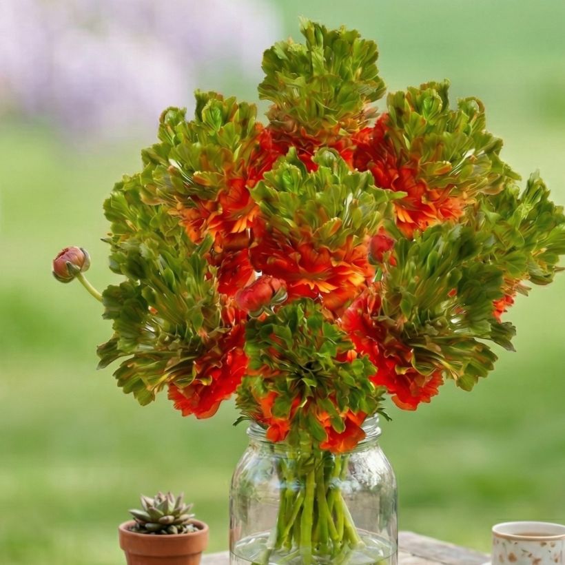 Renoncule des fleuristes Crown Nervion – Ranunculus asiaticus (Port)