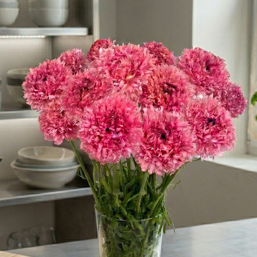 Renoncule des fleuristes Poodle Ramlia – Ranunculus asiaticus (Port)