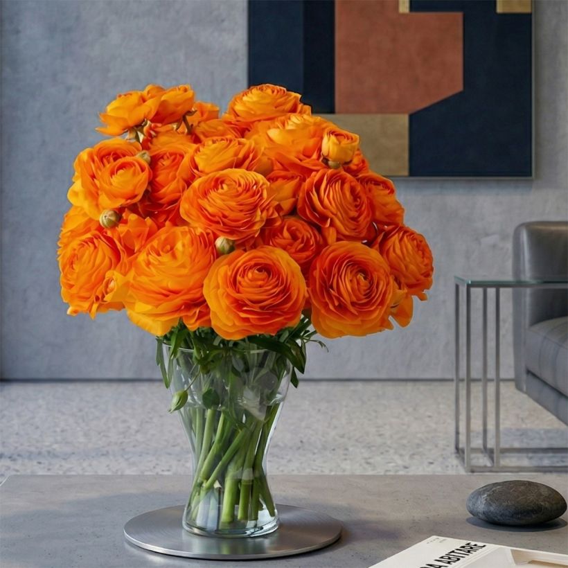 Renoncule des fleuristes Romance Digne – Ranunculus asiaticus (Port)