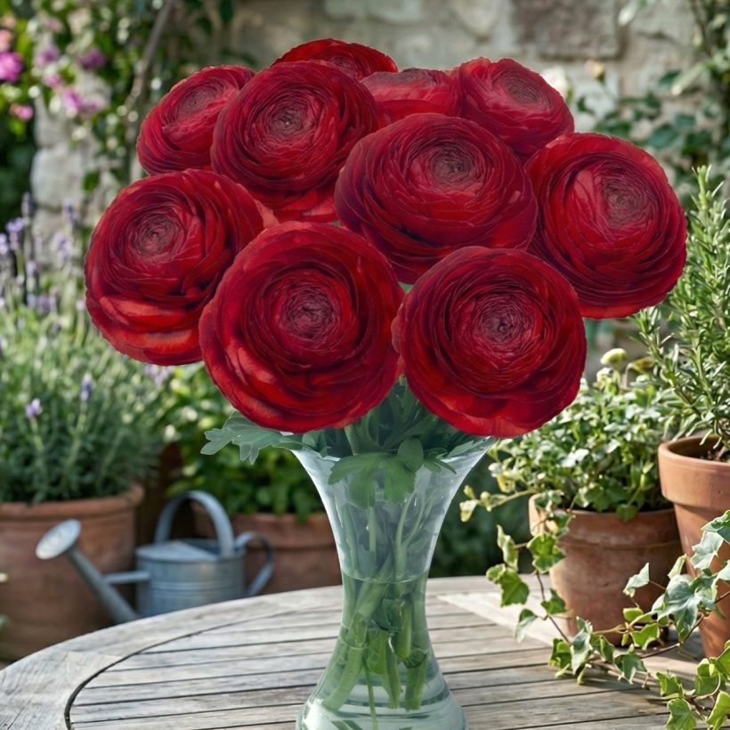 Renoncule des fleuristes Romance Get Lucky – Ranunculus asiaticus (Port)