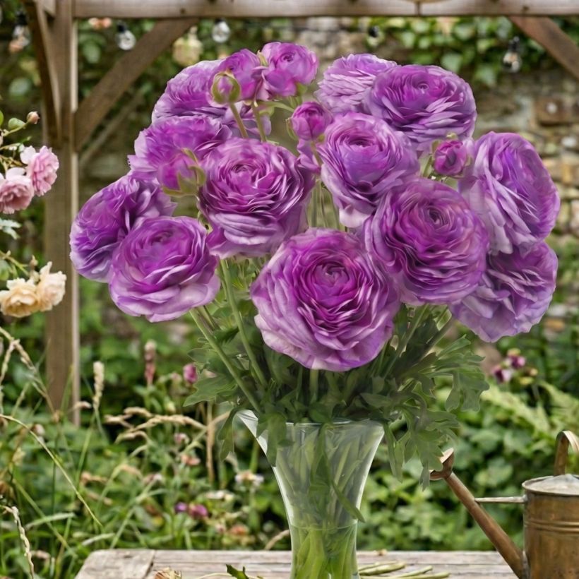 Renoncule des fleuristes Romance Loubeyres – Ranunculus asiaticus (Port)