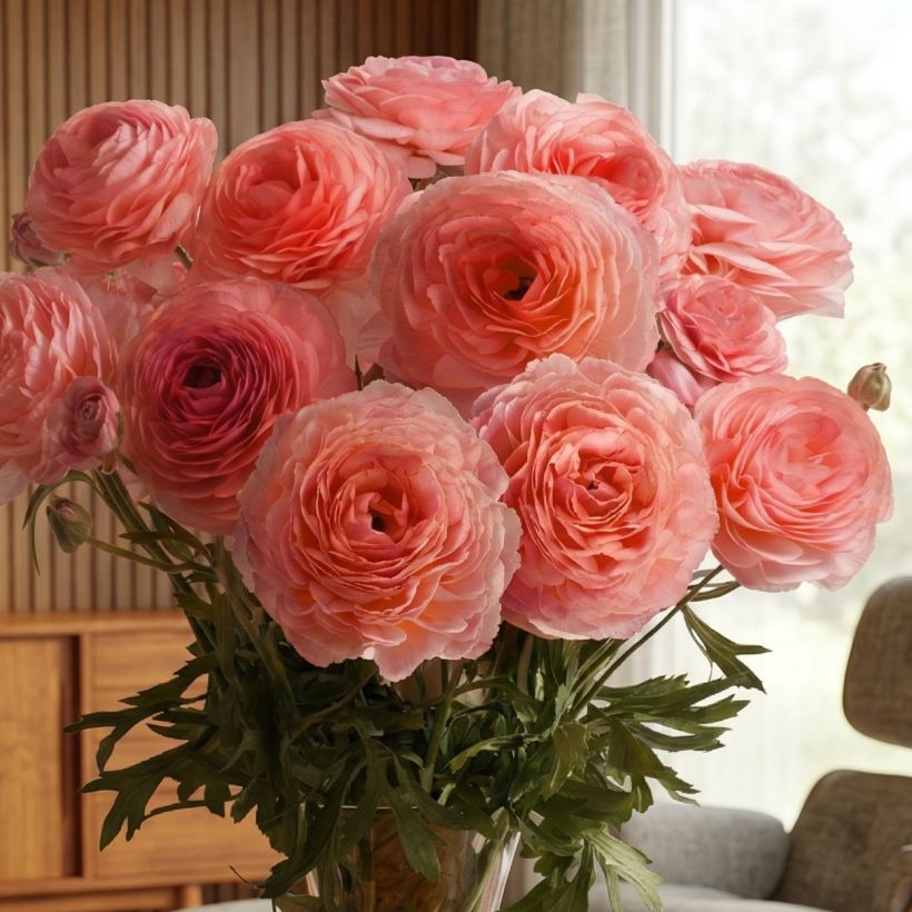 Renoncule des fleuristes Romance Nohant – Ranunculus asiaticus (Port)