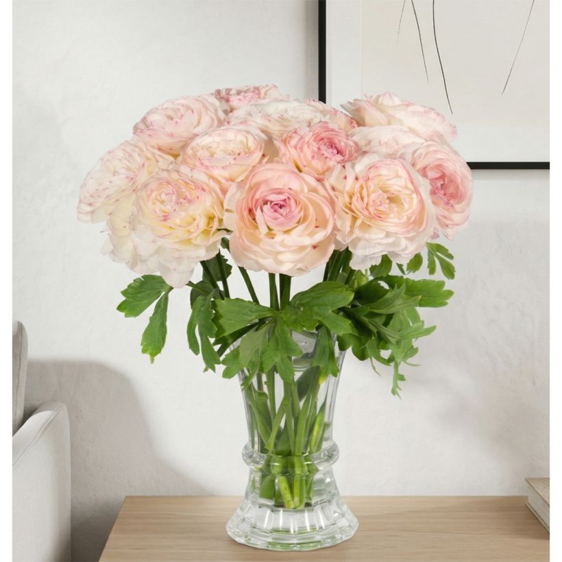 Renoncule des fleuristes Romance Orleans – Ranunculus asiaticus (Port)