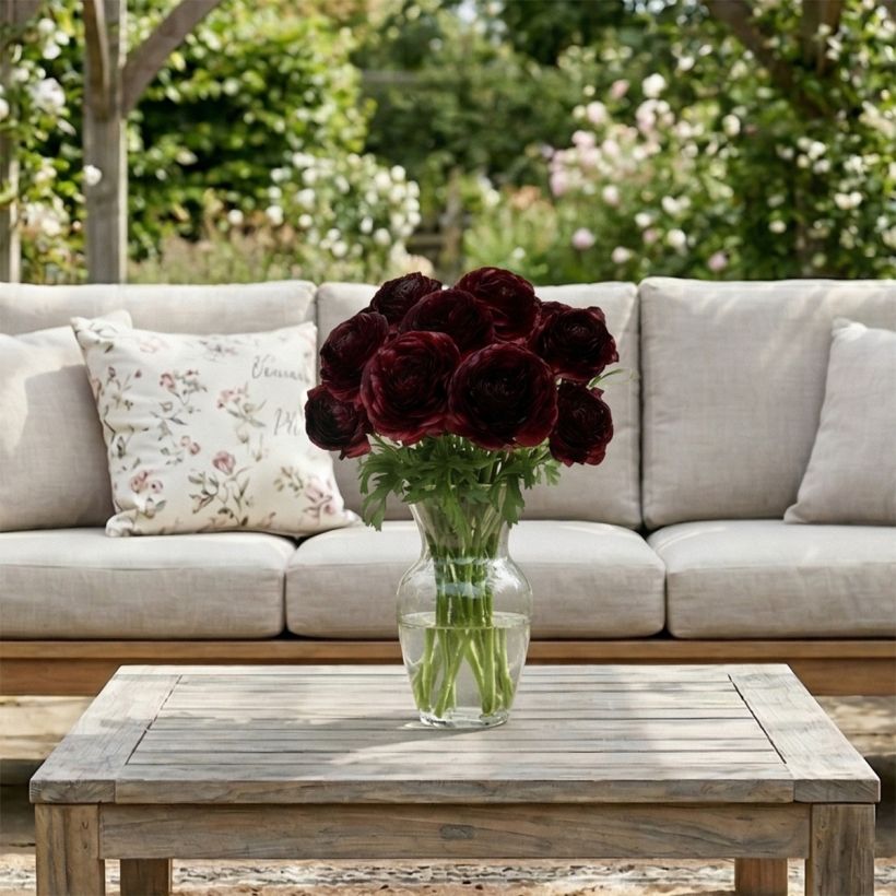 Renoncule des fleuristes Romance Perigord – Ranunculus asiaticus (Port)