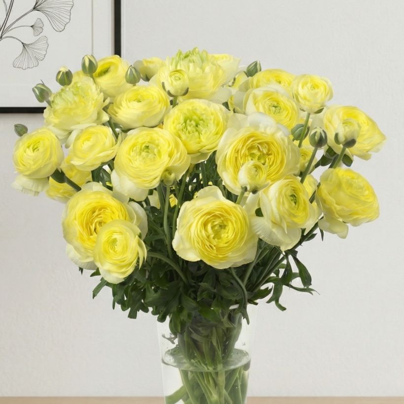 Renoncule des fleuristes Romance Quimper – Ranunculus asiaticus (Port)