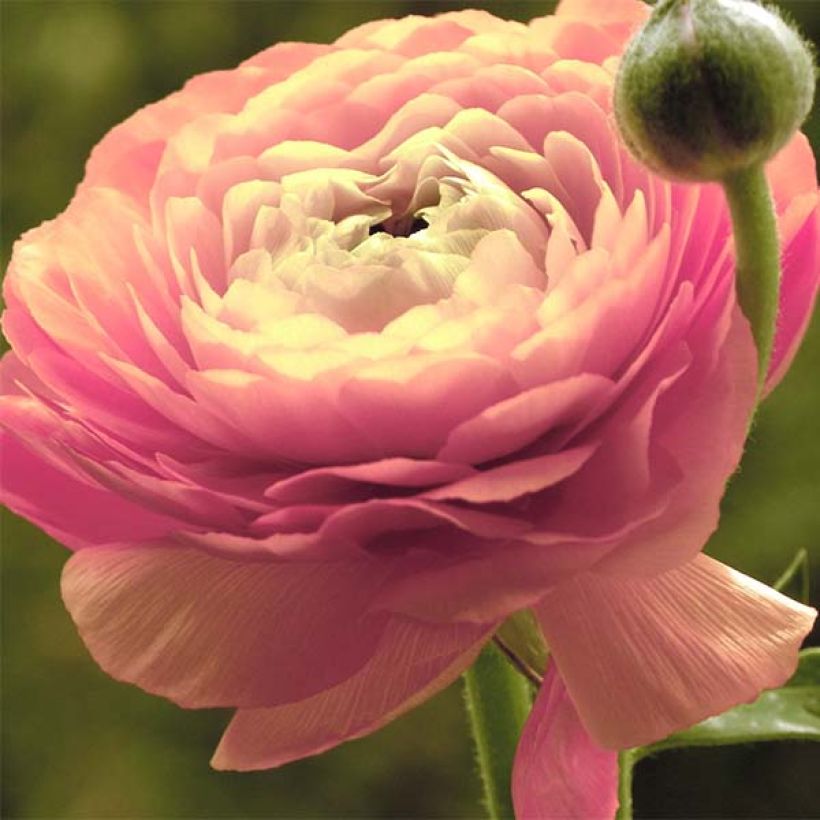 Renoncule asiatique double rose (Flowering)