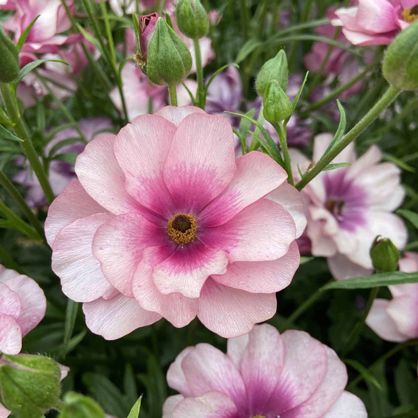 Renoncule des fleuristes Butterfly Thiva – Ranunculus asiaticus (Floraison)
