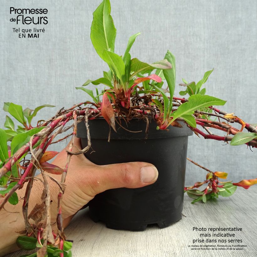 Example of Renouée - Persicaria affinis Donald Lowndes Pot de 2L/3L as you get in printemps