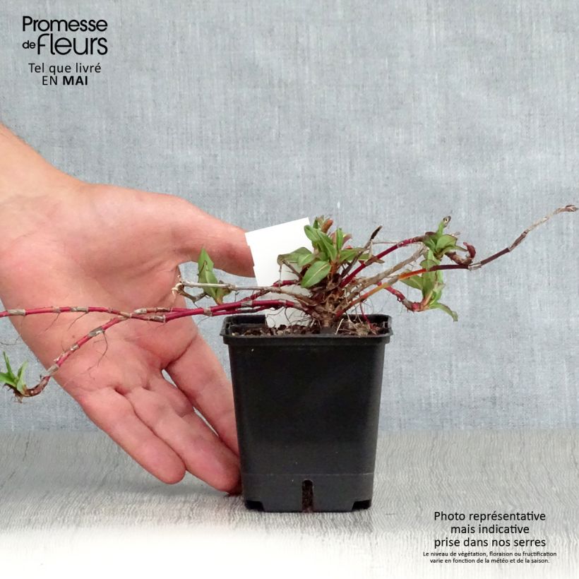 Example of Renouée - Persicaria affinis Kabouter Godet de 8/9 cm as you get in printemps