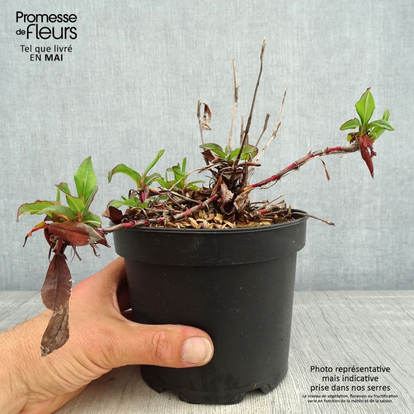 Example of Renouée - Persicaria affinis Kabouter Pot de 2L/3L as you get in printemps