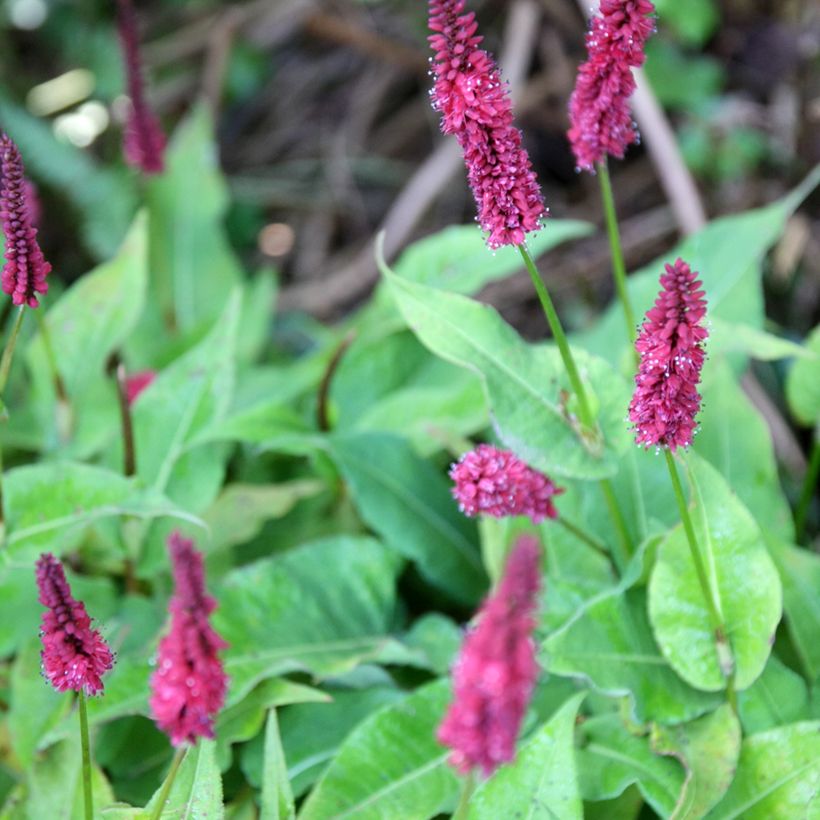 Renouée - Persicaria amplexicaulis Blackfield (Flowering)