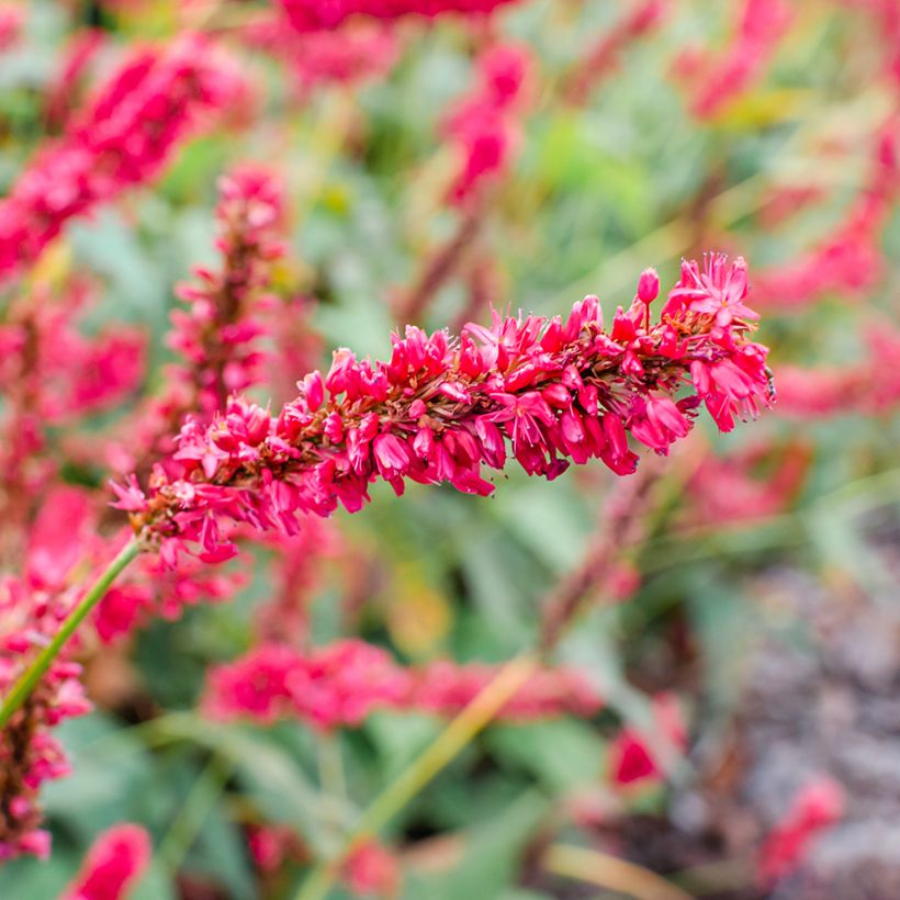 Renouée - Persicaria amplexicaulis Fat Domino (Flowering)