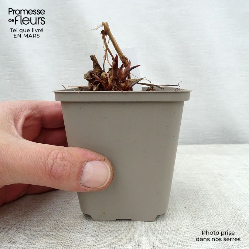 Example of Renouée - Persicaria amplexicaulis Inverleith Godet de 8/9 cm as you get in printemps