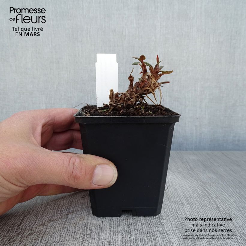 Example of Renouée - Persicaria amplexicaulis Orange Field Godet de 7/8 cm as you get in printemps