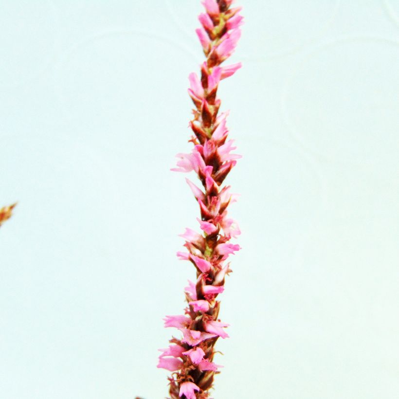 Renouée - Persicaria amplexicaulis Pink Elephant (Flowering)