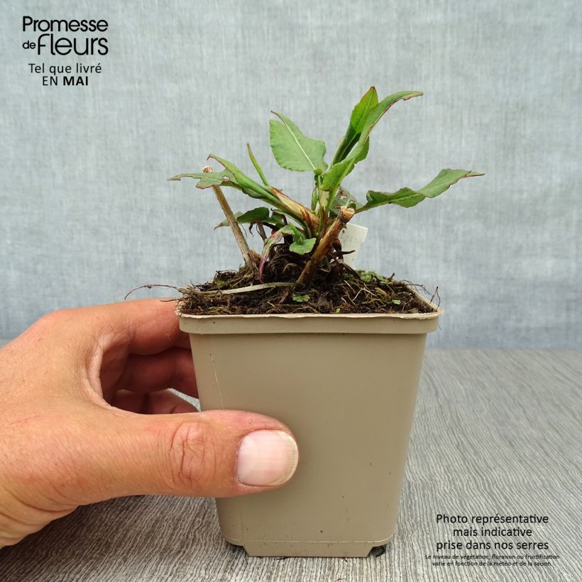 Example of Renouée - Persicaria amplexicaulis Pink Elephant Godet de 8/9 cm as you get in printemps