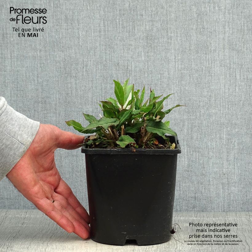 Example of Renouée - Persicaria amplexicaulis Pink Elephant Pot de 1,5L/2L as you get in printemps