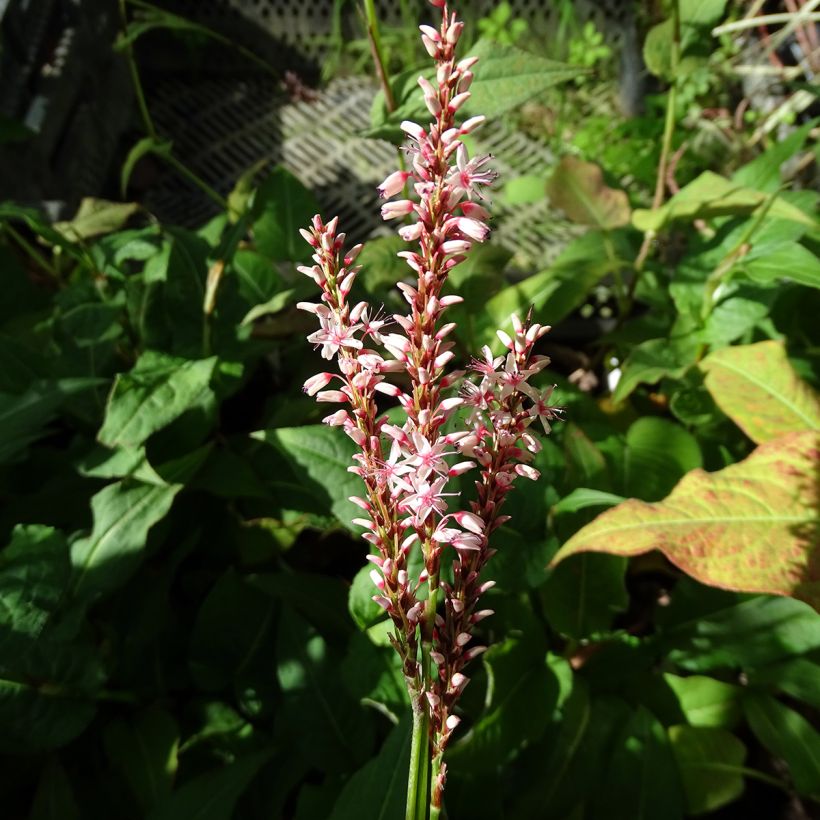 Renouée - Persicaria amplexicaulis Rosea (Flowering)