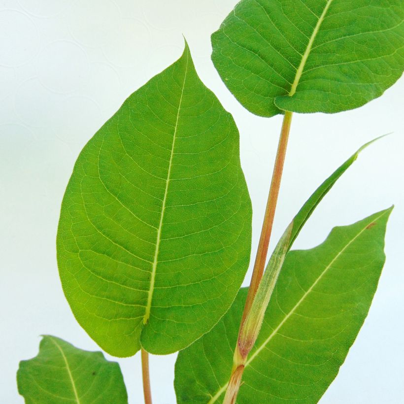 Renouée - Persicaria amplexicaulis Taurus (Foliage)