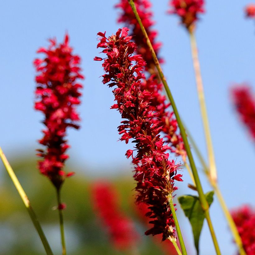 Renouée - Persicaria amplexicaulis Vesuvius (Flowering)