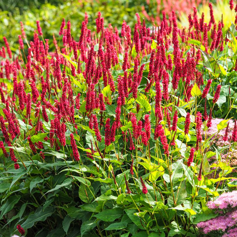 Renouée - Persicaria amplexicaulis Vesuvius (Plant habit)