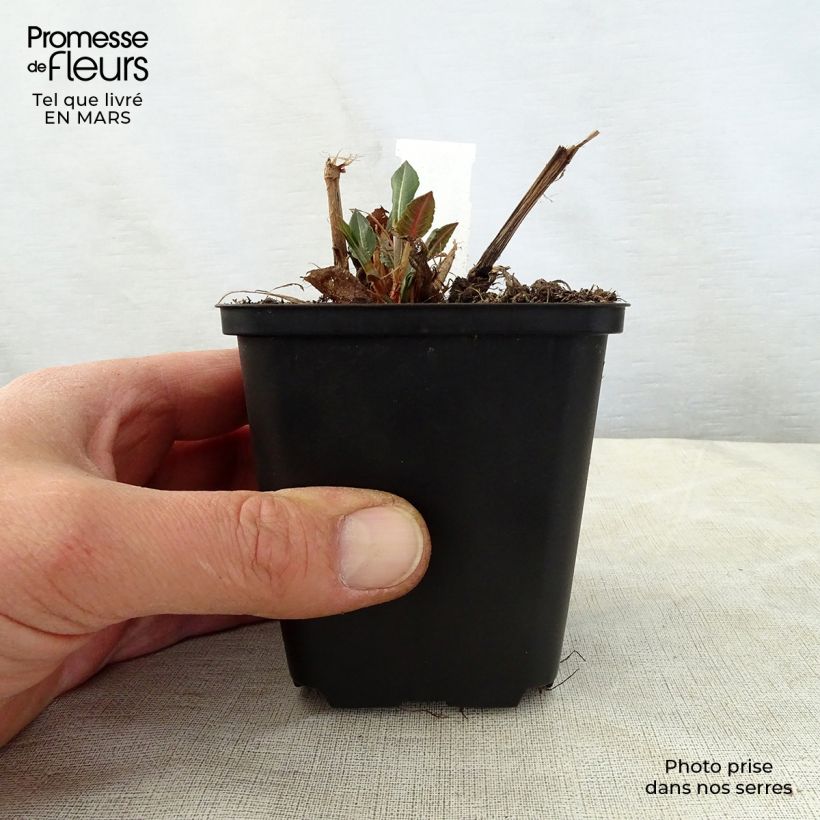 Example of Renouée - Persicaria amplexicaulis White Eastfield  Godet de 8/9 cm as you get in printemps