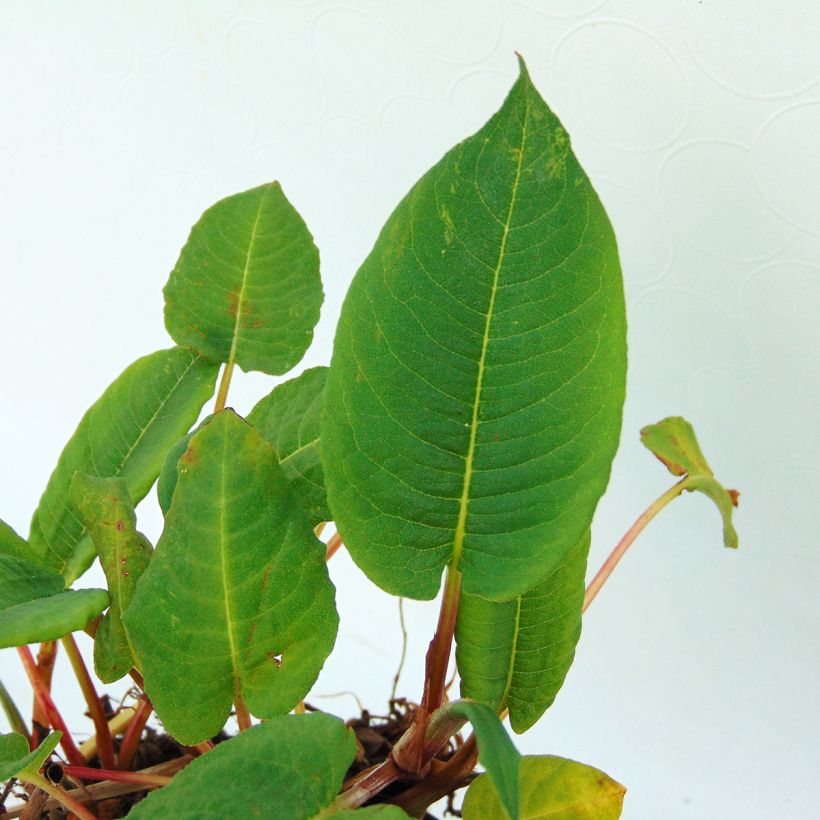Renouée - Persicaria amplexicaulis var. pendula (Foliage)