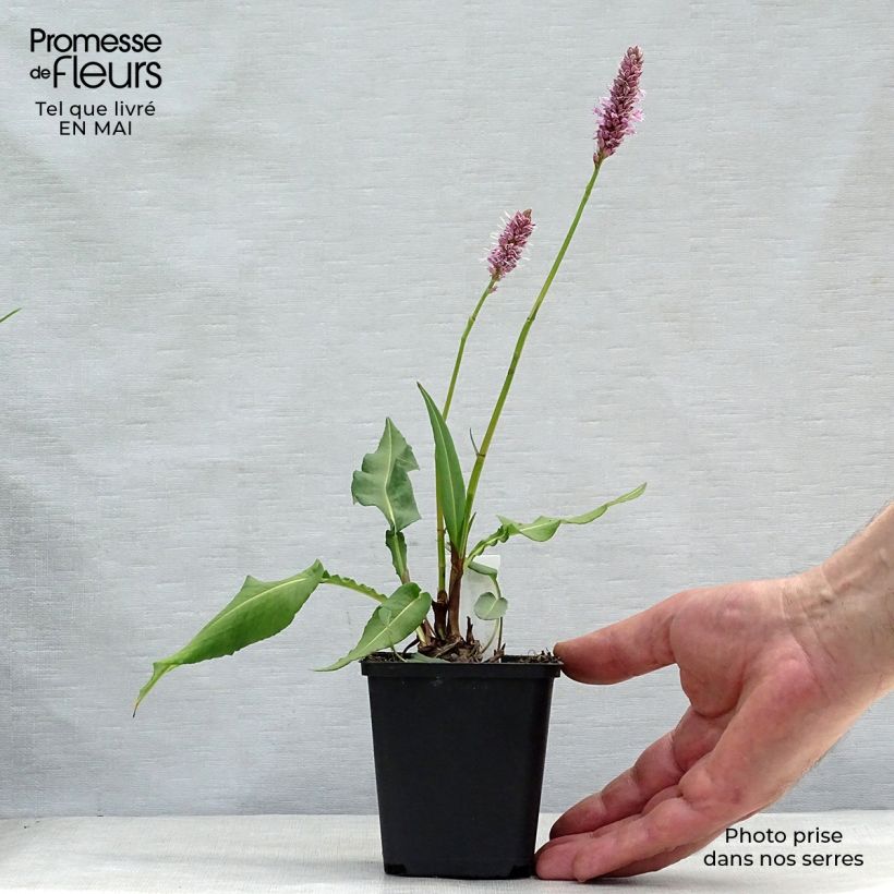 Example of Renouée - Persicaria bistorta Hohe Tatra Godet de 8/9 cm as you get in printemps