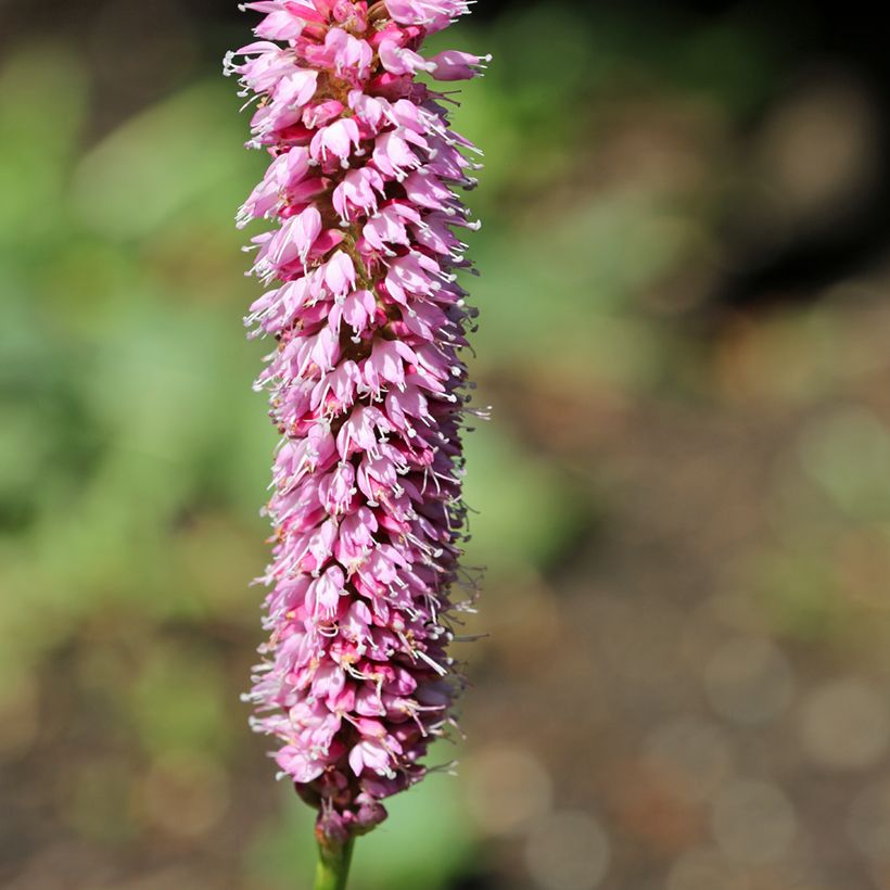 Renouée - Persicaria bistorta Hohe Tatra (Flowering)