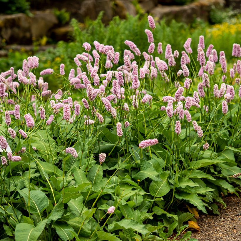 Renouée - Persicaria bistorta Superba (Plant habit)