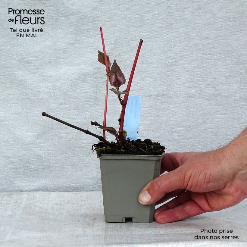 Example of Renouée - Persicaria micro. Red Dragon Godet de 8/9 cm as you get in printemps