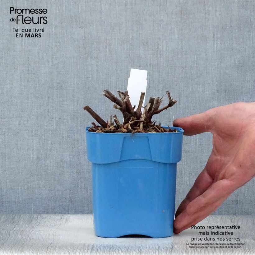 Example of Renouée - Persicaria micro. Red Dragon Pot de 1,5L/2L as you get in printemps